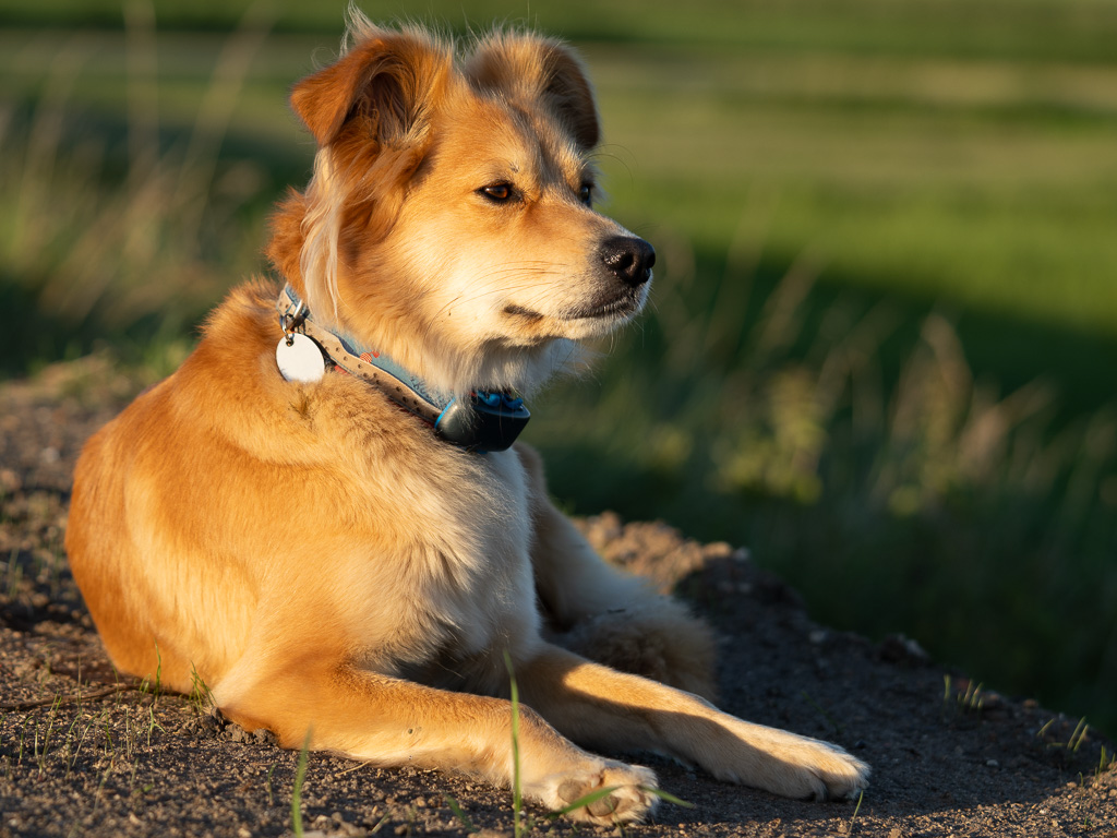 Hazel, für die Hundeherz ursprünglich entwickelt wurde